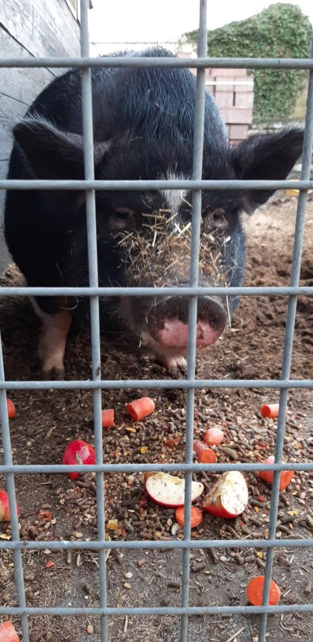 Lief varken zoek nieuw huisje