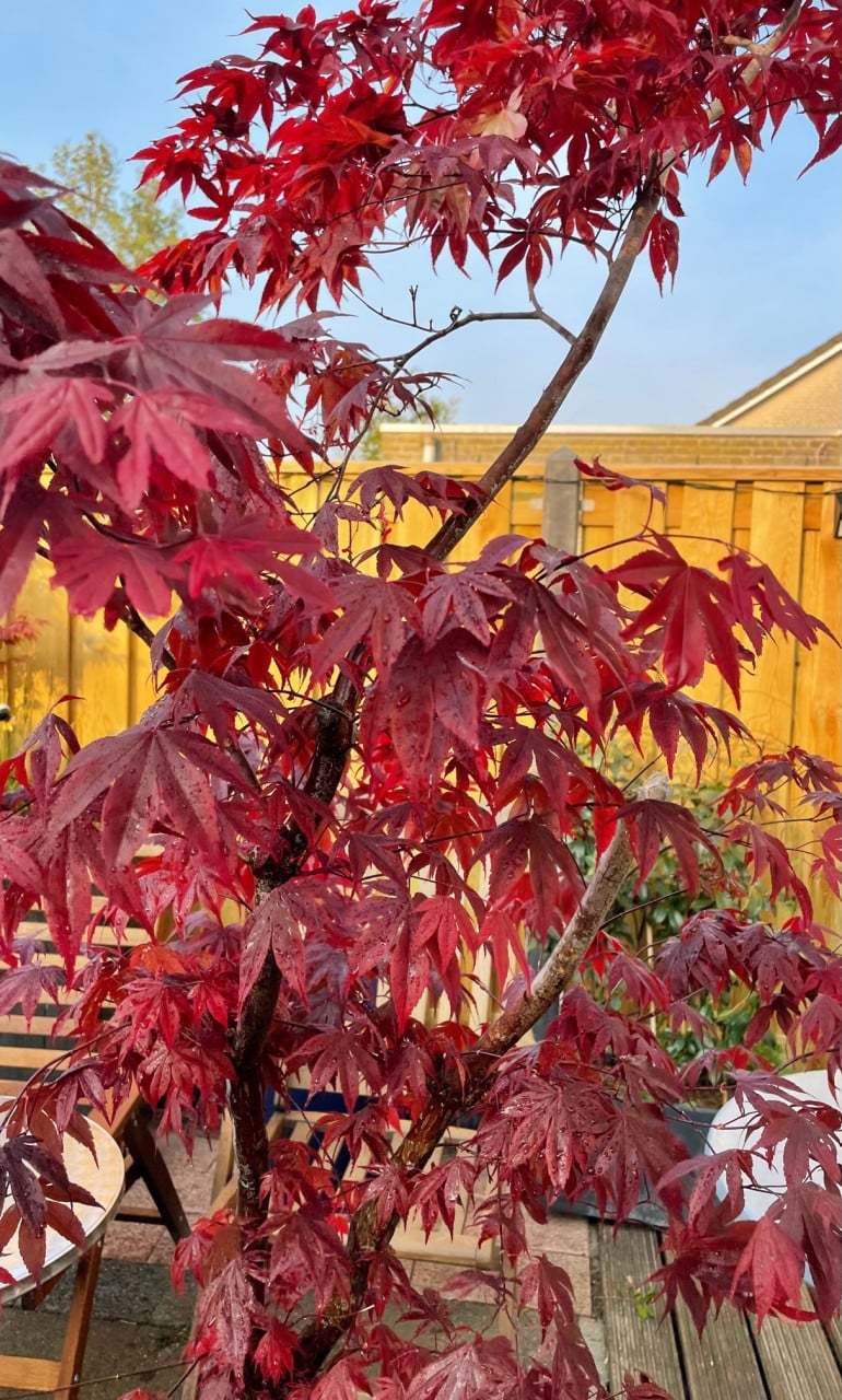 Japanse esdoorn  cq Acer
