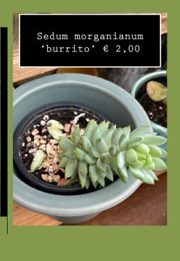 Planten