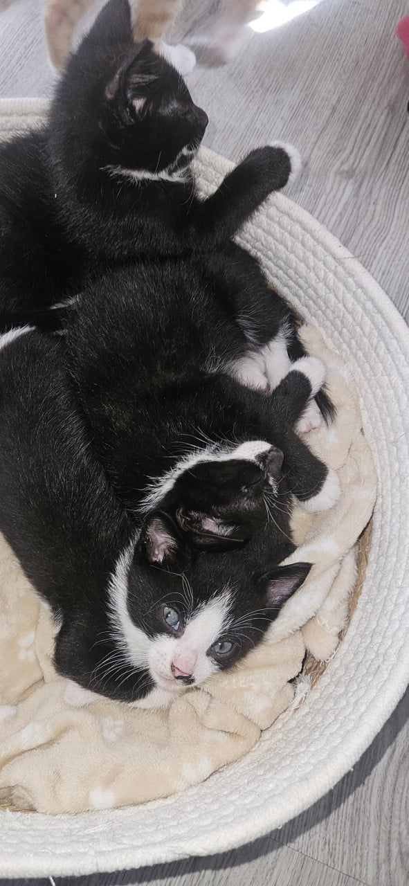 Supper schattige Kittens