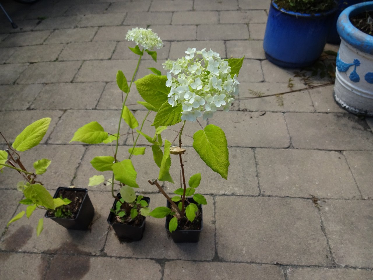 Hortensia, klimhortensia, Hortensia Annabelle