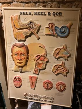 Medische wandkaart Neus , Keel en Oor