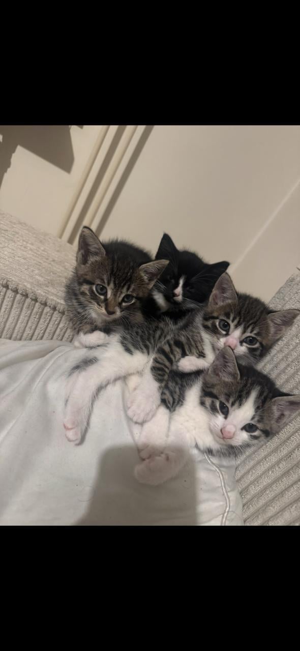 Kittens tekoop