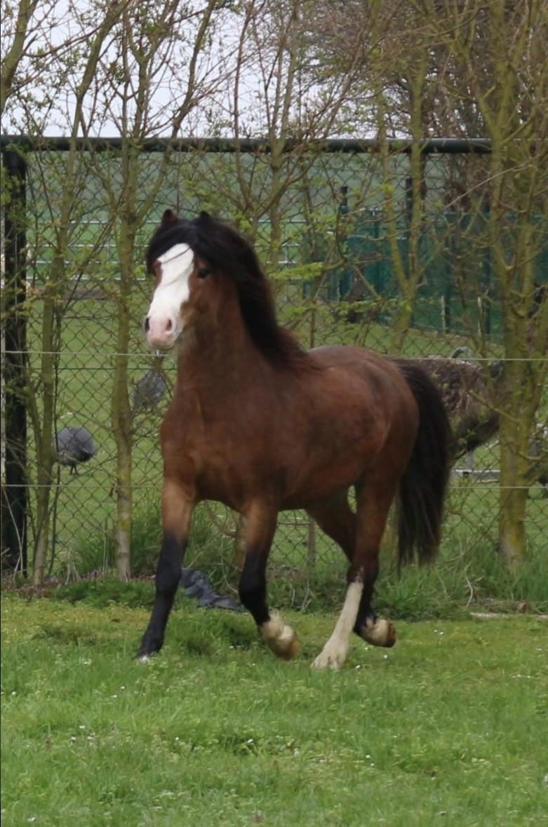 Welsh pony met veulen