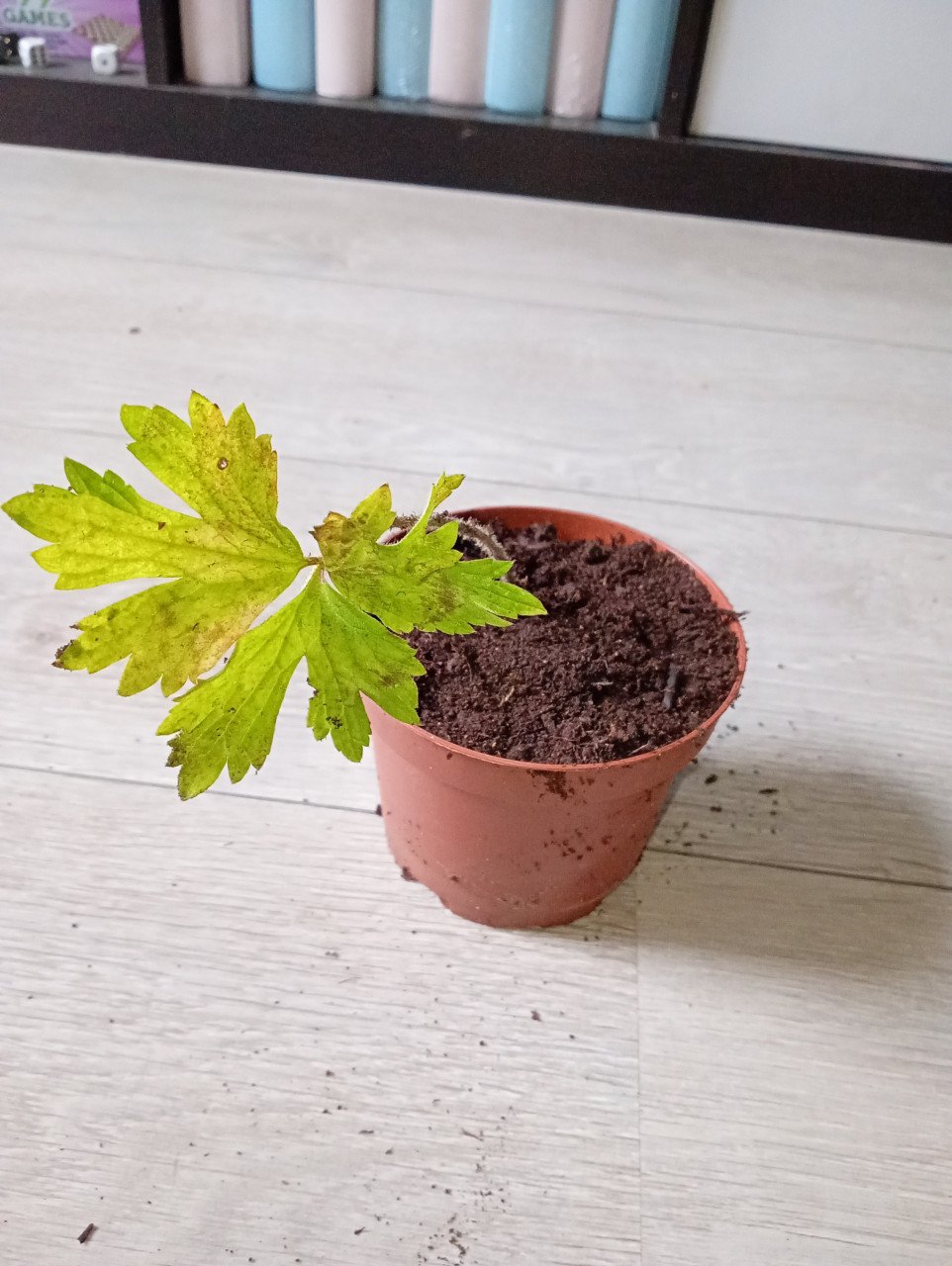 Heel veel stekjes van planten