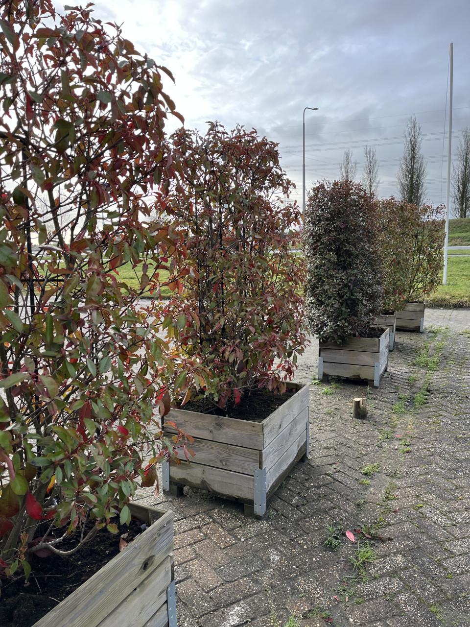 Red Robinia Photinia op stam (12 stuks)