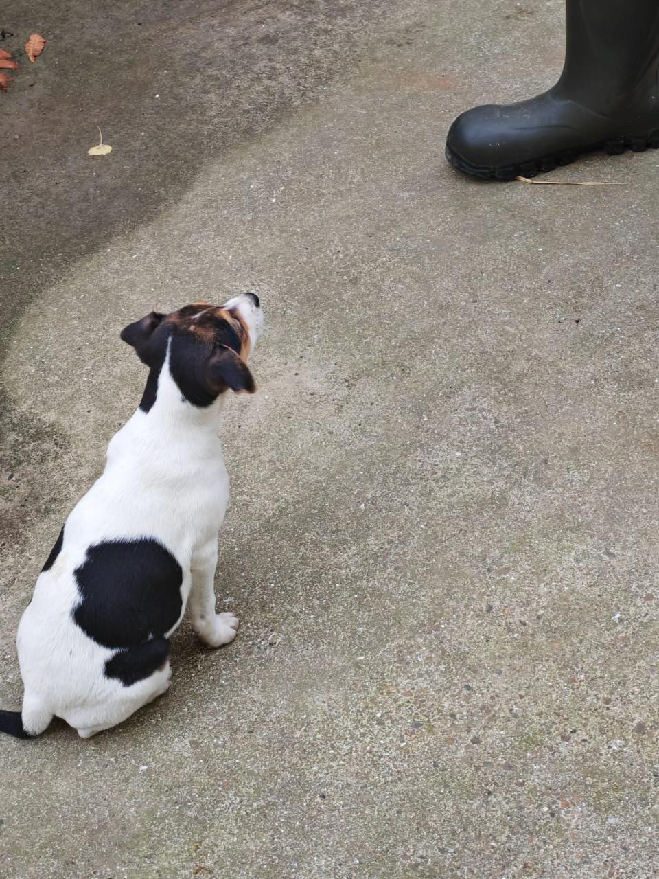 Boerenfox driekleurig