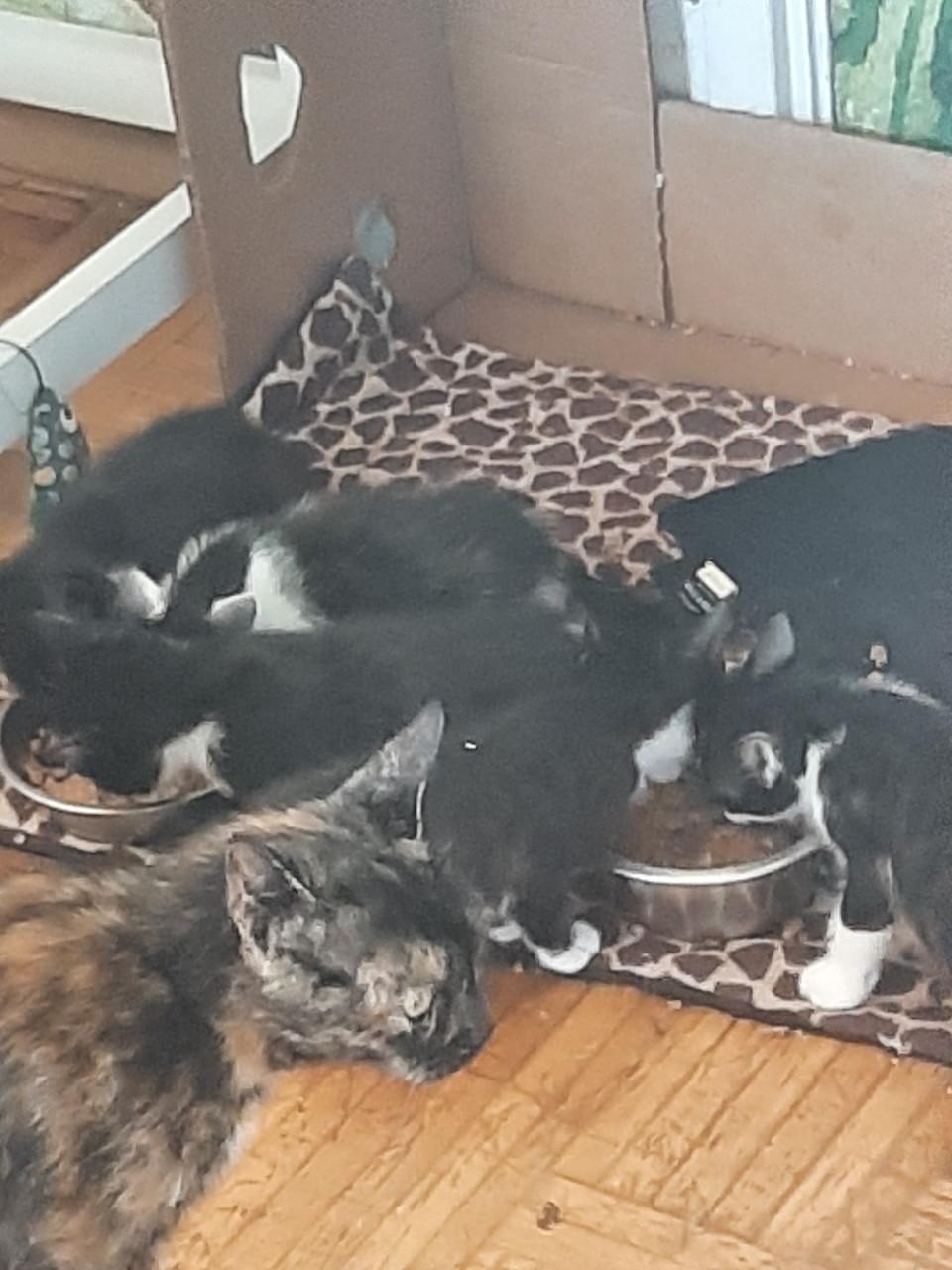 Kitten