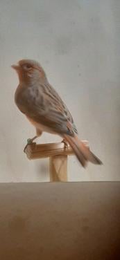 Mozaiek kanaries enkel nog poppen