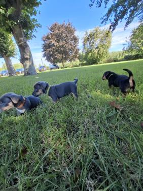 Jack russel pups
