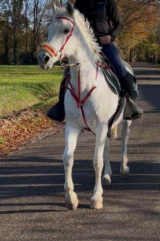 Recreatie paard met super lief karakter