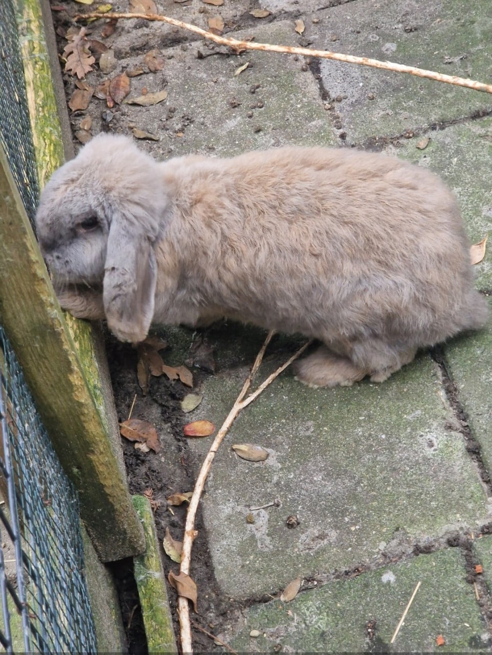 Lieve franse hangoren