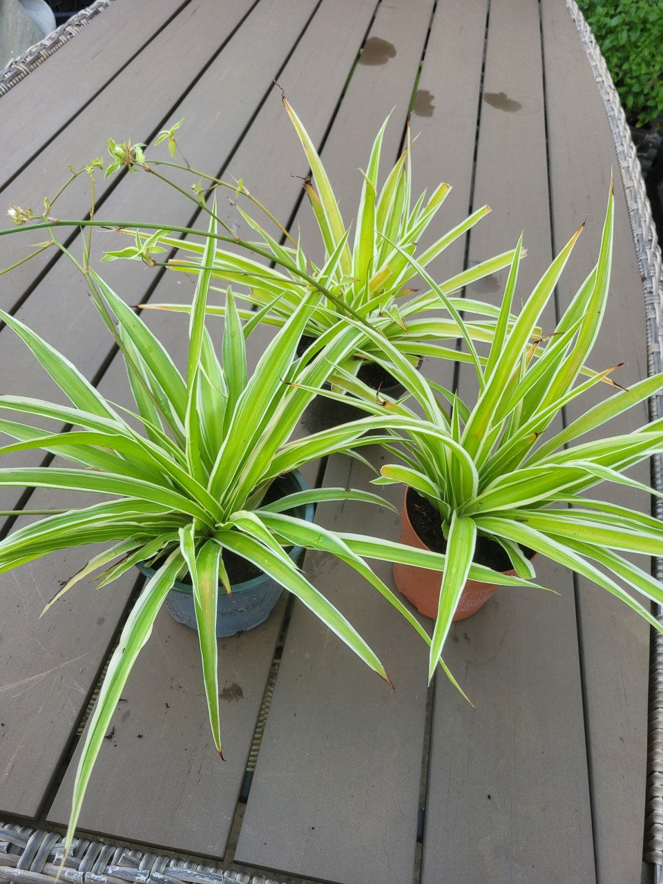 Planten