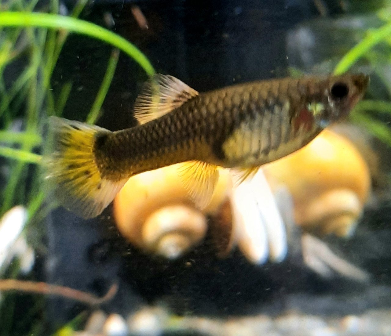 Guppy vrouwen