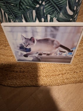 Foto in lijstje poes
