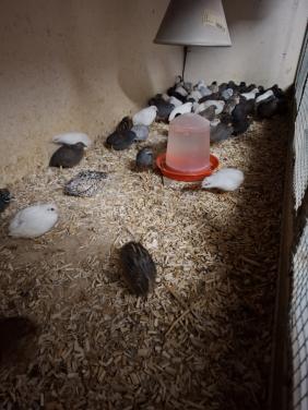 Chinese kwartels in allerlei kleuren