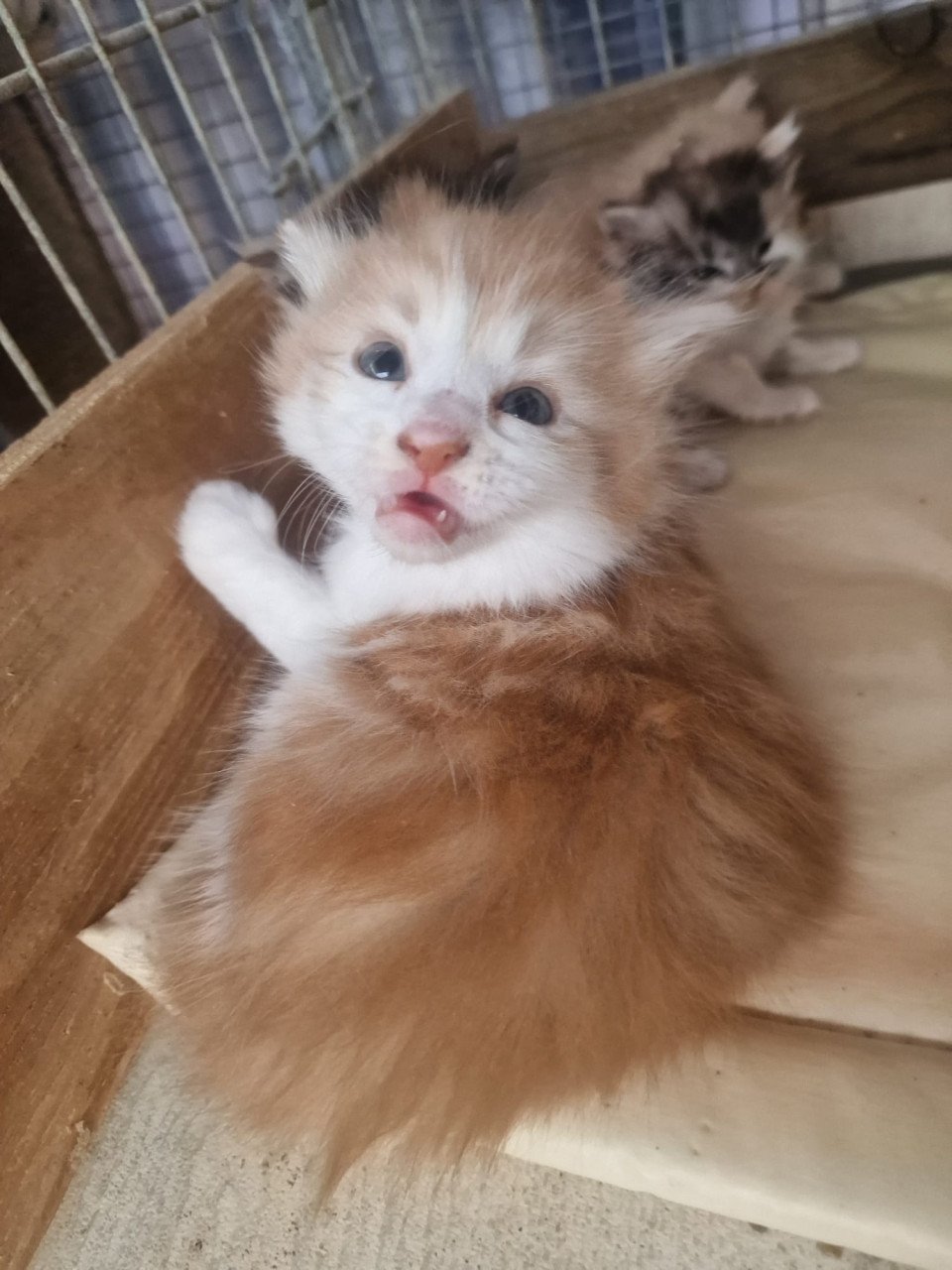 Te koop mooie Maine Coon kittens