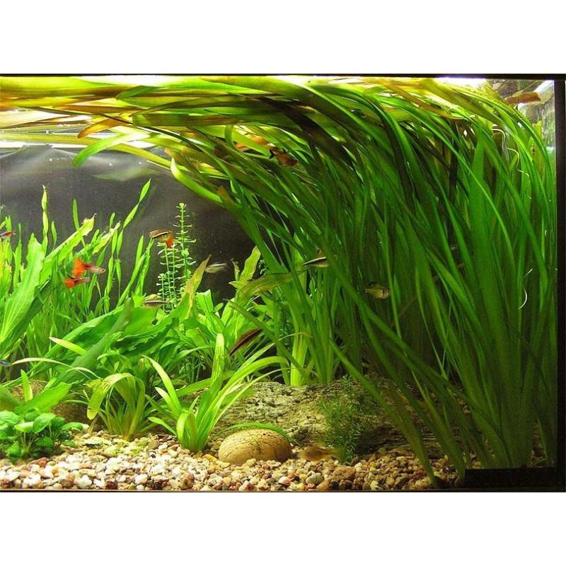 Vallisneria spiralis.