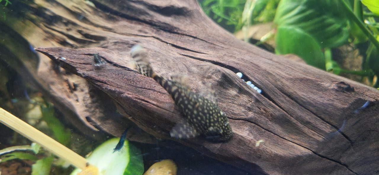 Ancistrus