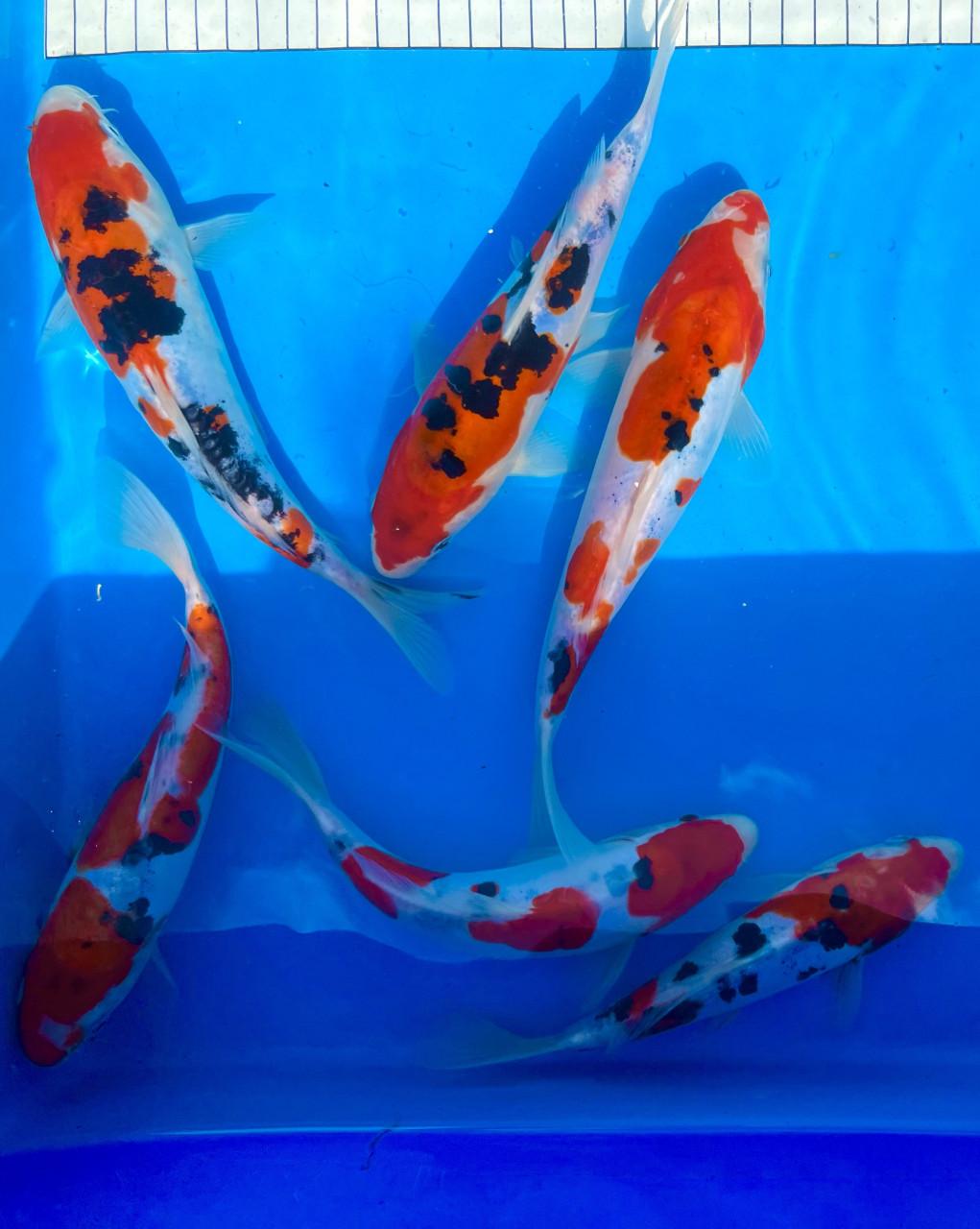 HQ Japanse Tosai 16-20cm en meer diverse koi!