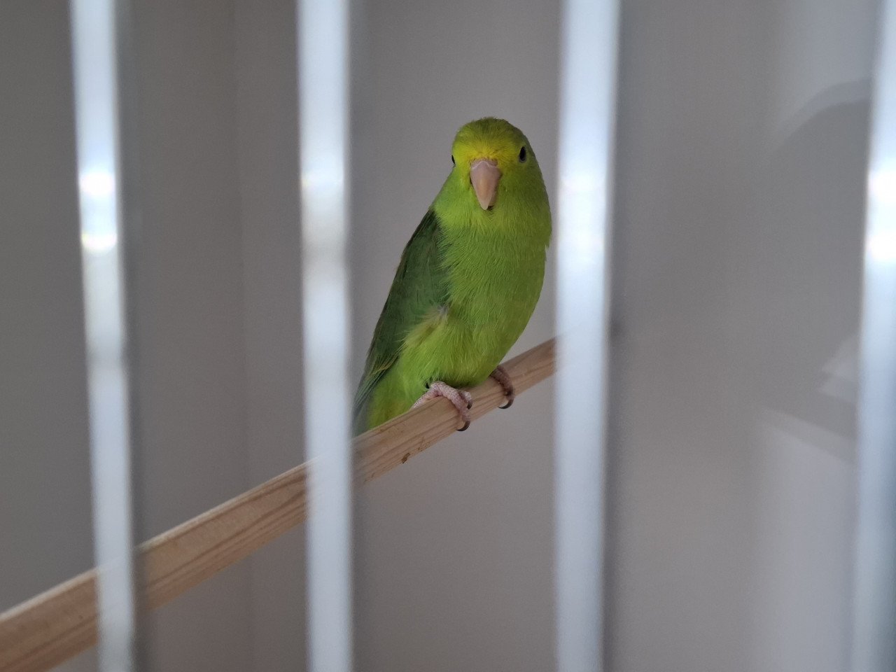 Forpus passerinus