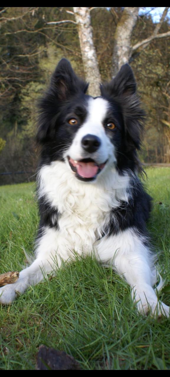 Je hond(den) op hout?