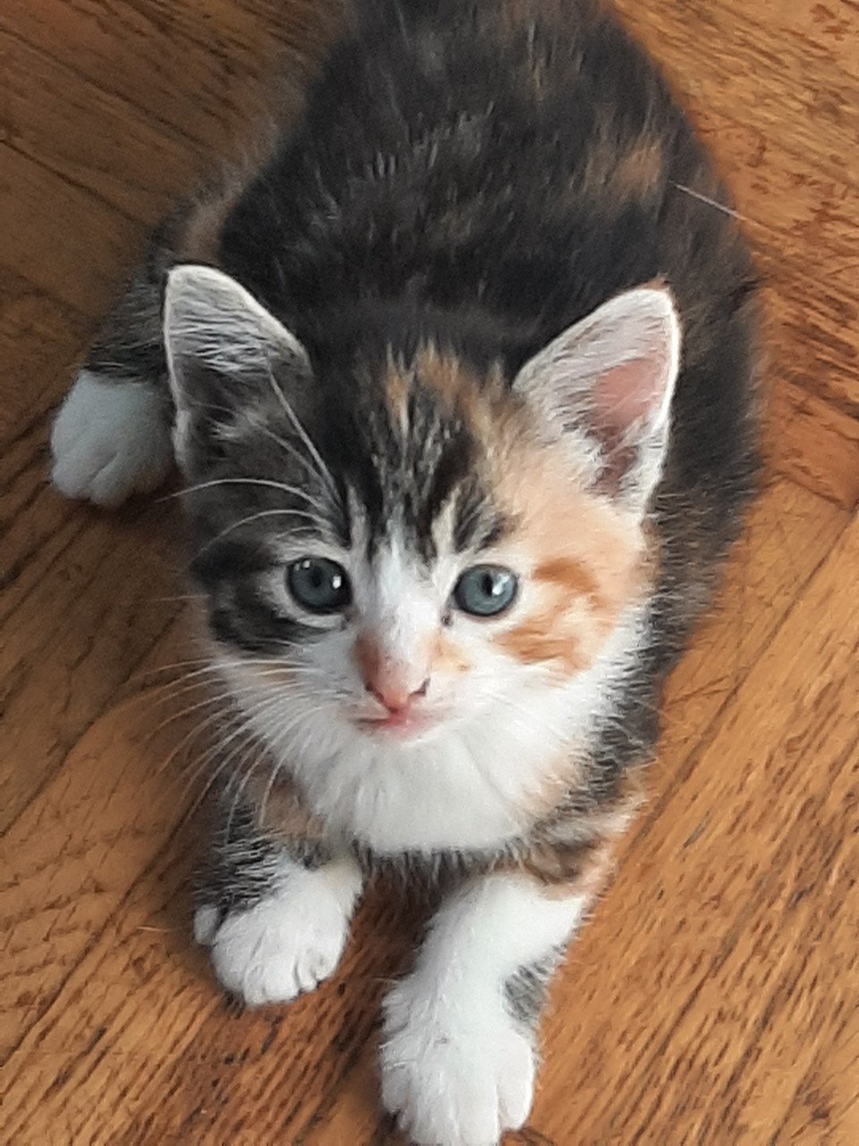 Lapjes kittens