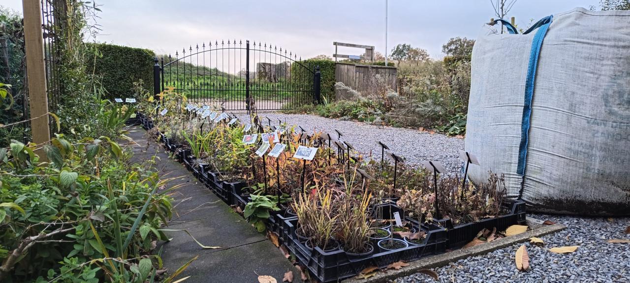 ENKEL op zaterdag 8 november planten slechts € 1,- p/st. + LAATSTE KANS +