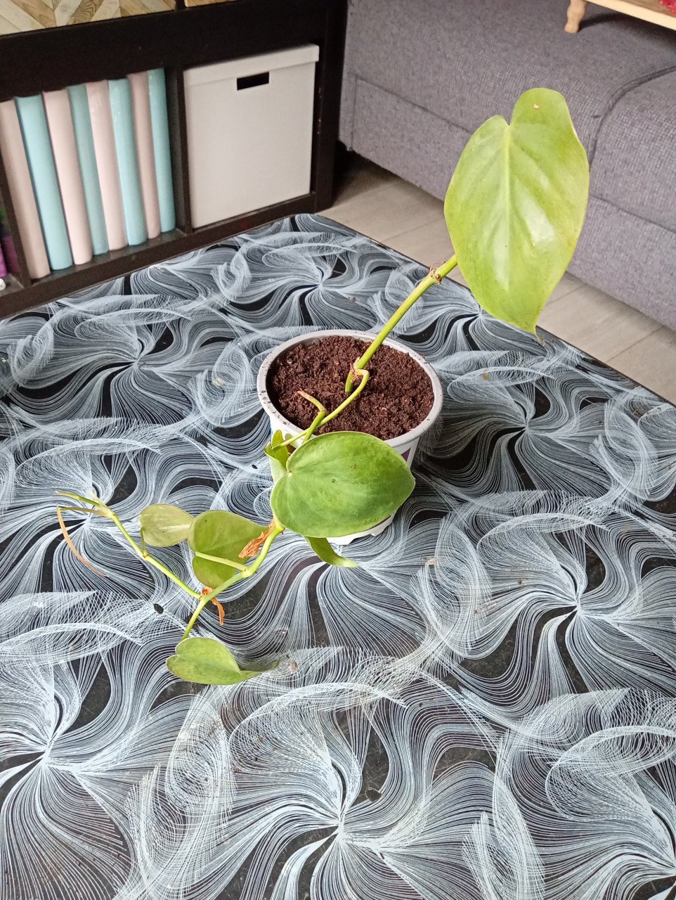 Heel veel stekjes van planten