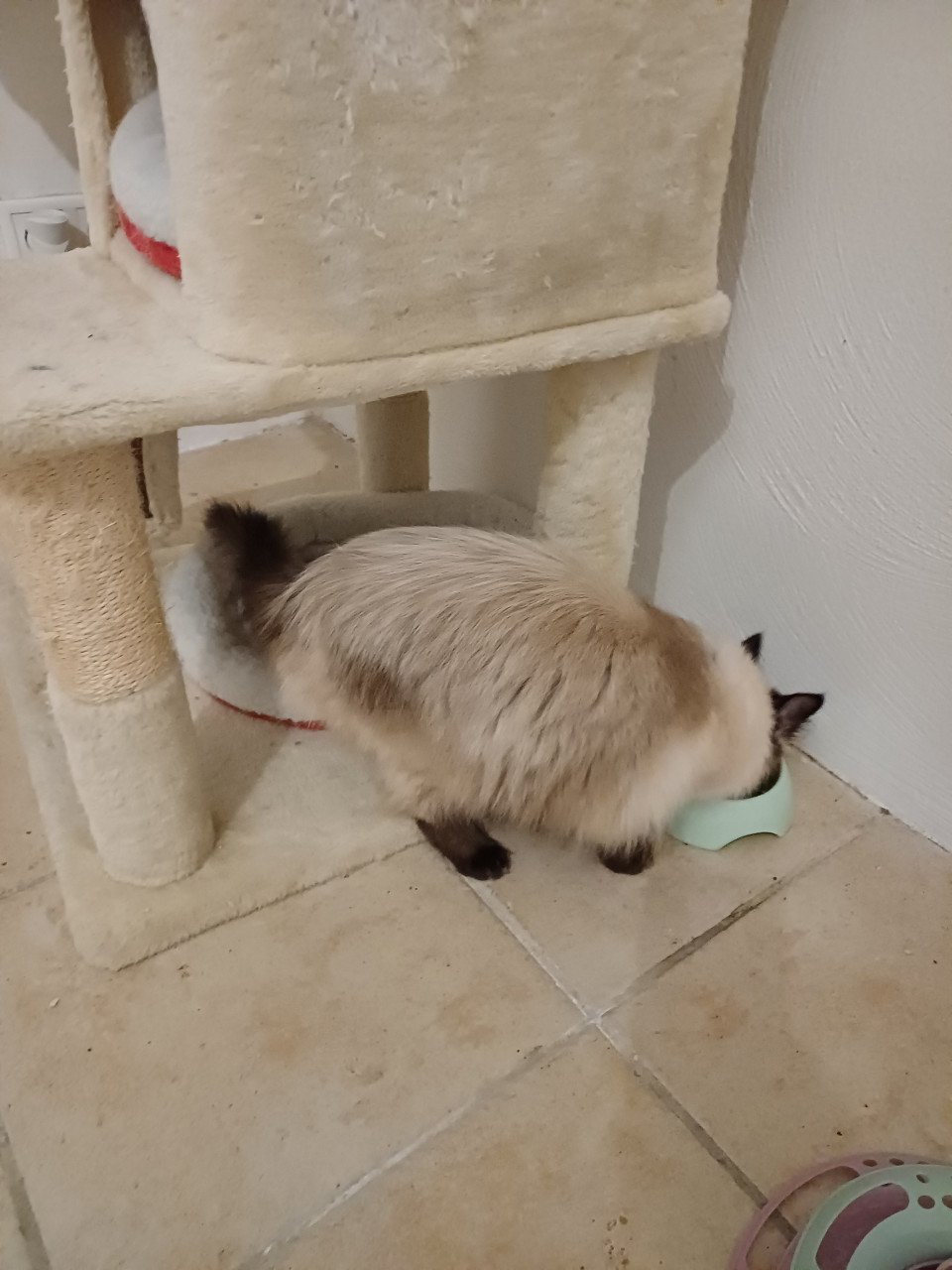 Mooie en superlieve Ragdoll poes bijna 1 jaar blauwe ogen