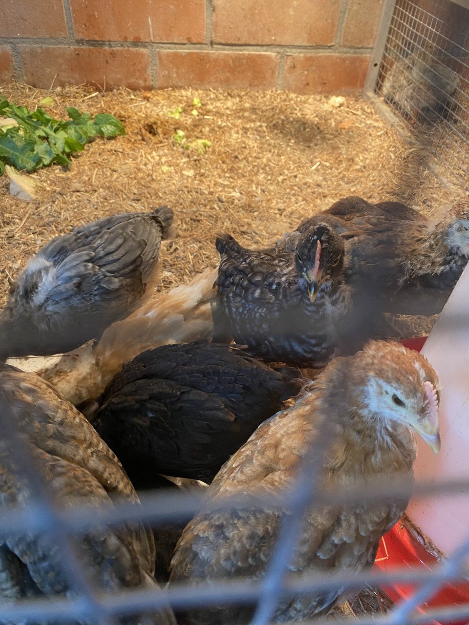 Kuikens