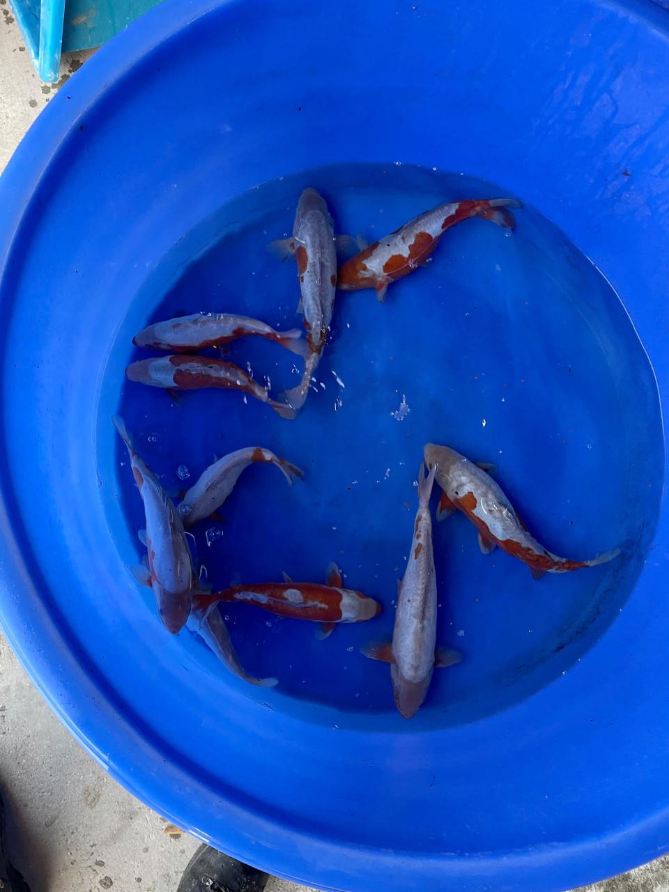 Nisai doitsu ochiba koi