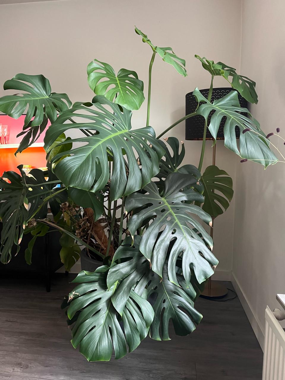 Plant