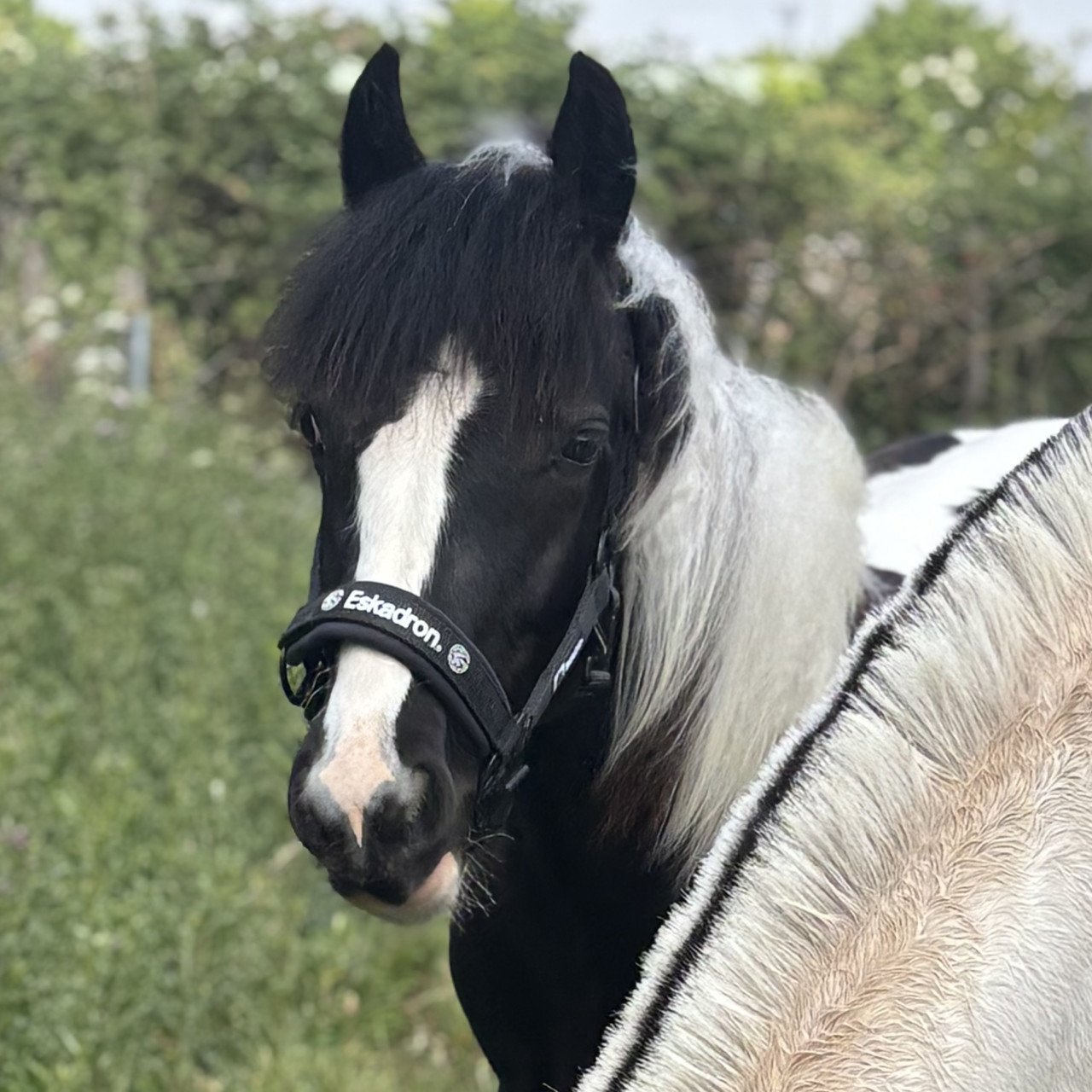 Super lieve Tinker merrie