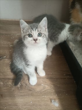 Kruising kittens