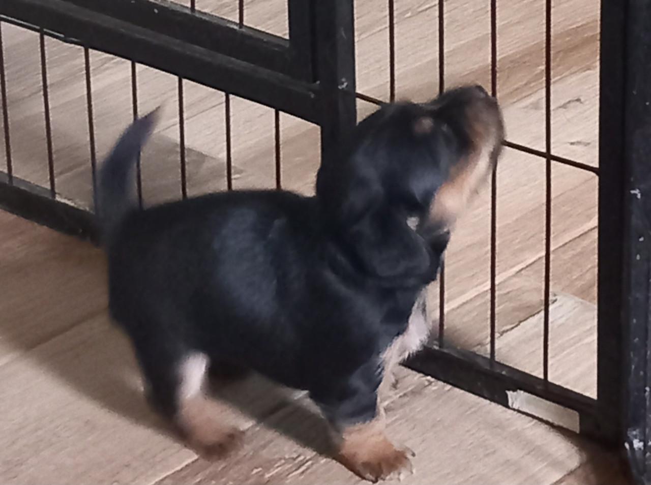 Jack russel x Teckel