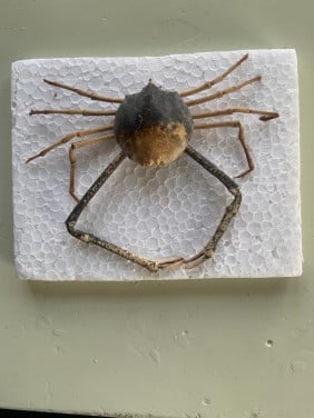 Te koop; opgezette krab 15 x 12 cm zeldzaam