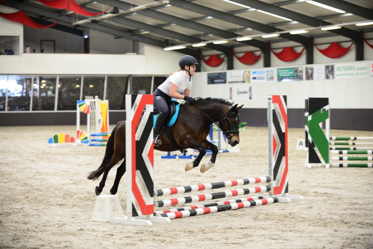 Recreatie pony te koop
