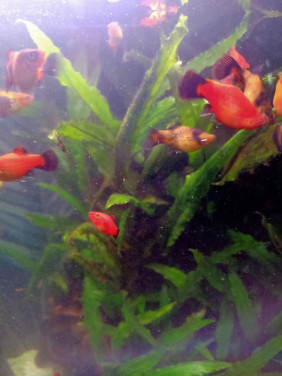 Guppies