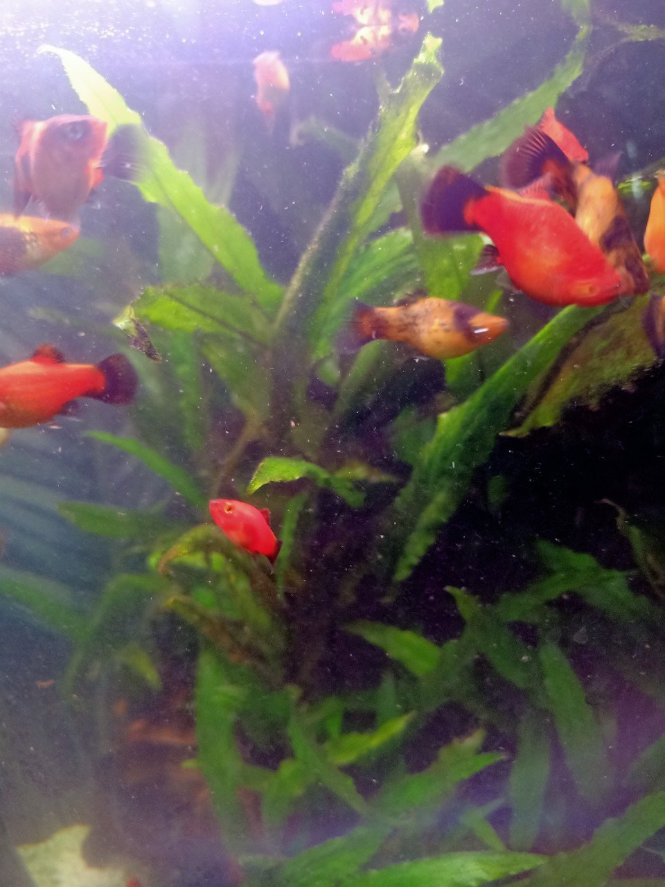 Guppies