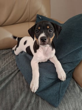 Boerenfox  pups Nog 1 reutje beschikbaar