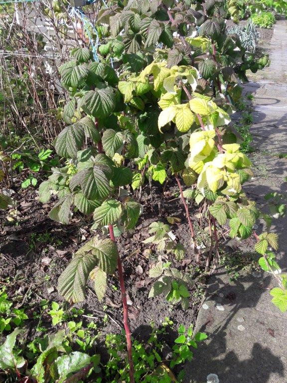 Bessenstekken, bramenplanten en -stekken, druivenstekken