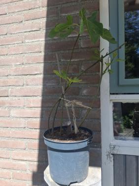 Flinke Vijgen Stek