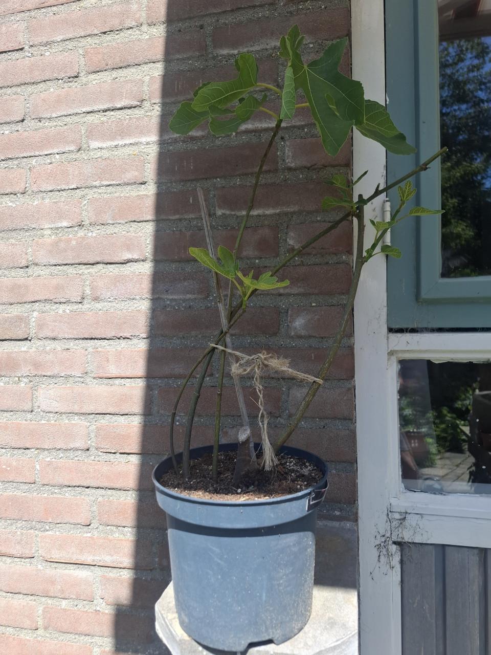 Flinke Vijgen Stek