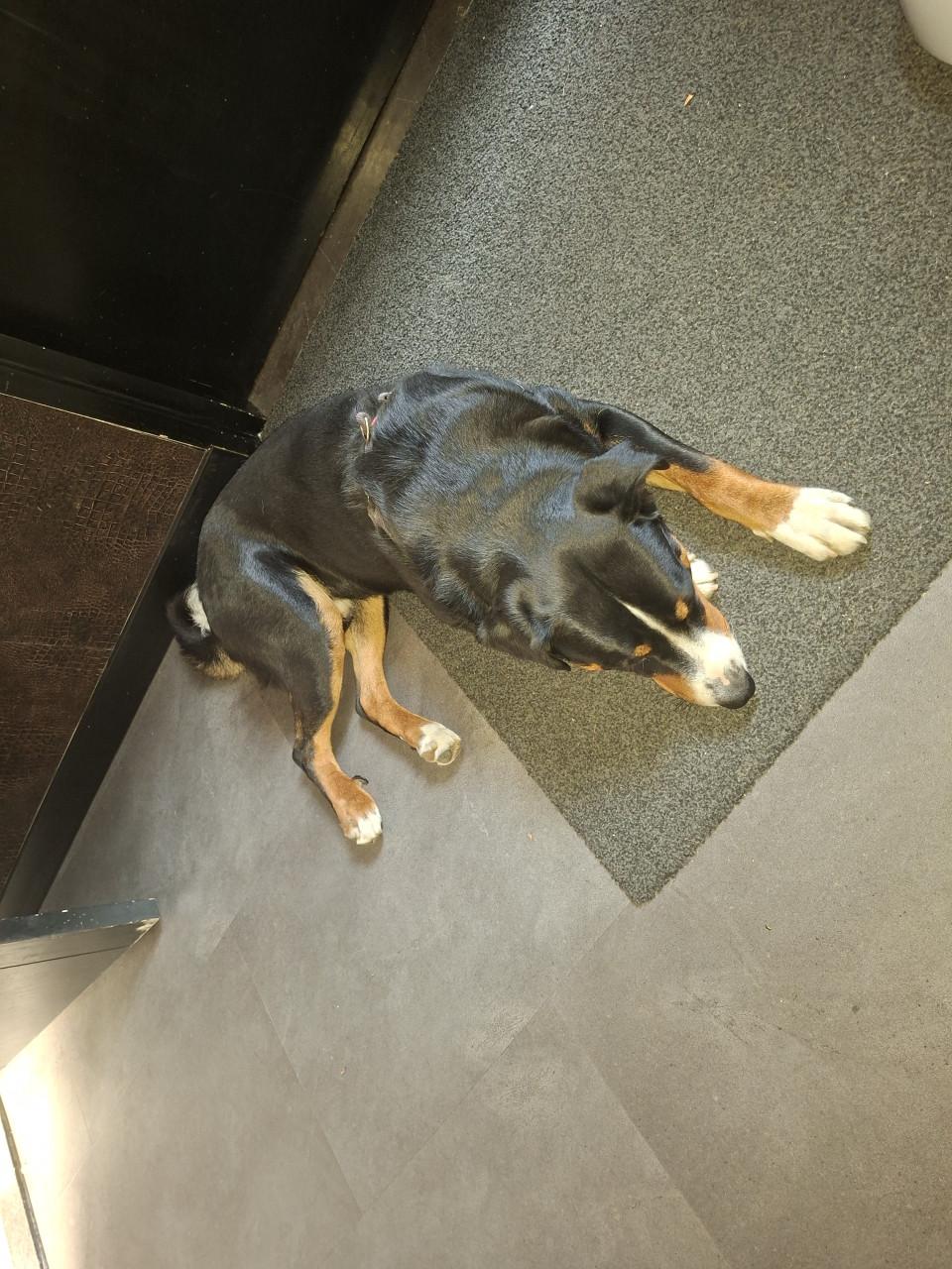Gezellige speelse appenzeller sennenhond (1,5 jaar )