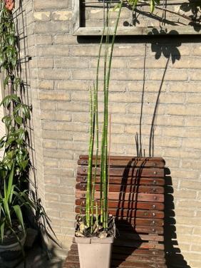 Japanse holpijp 1.30 m hoog voor bij de vijver