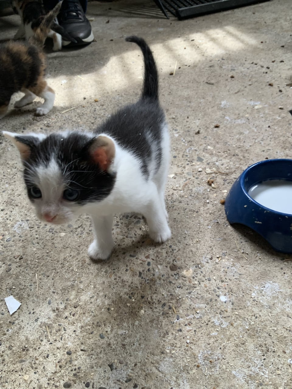 Kittens