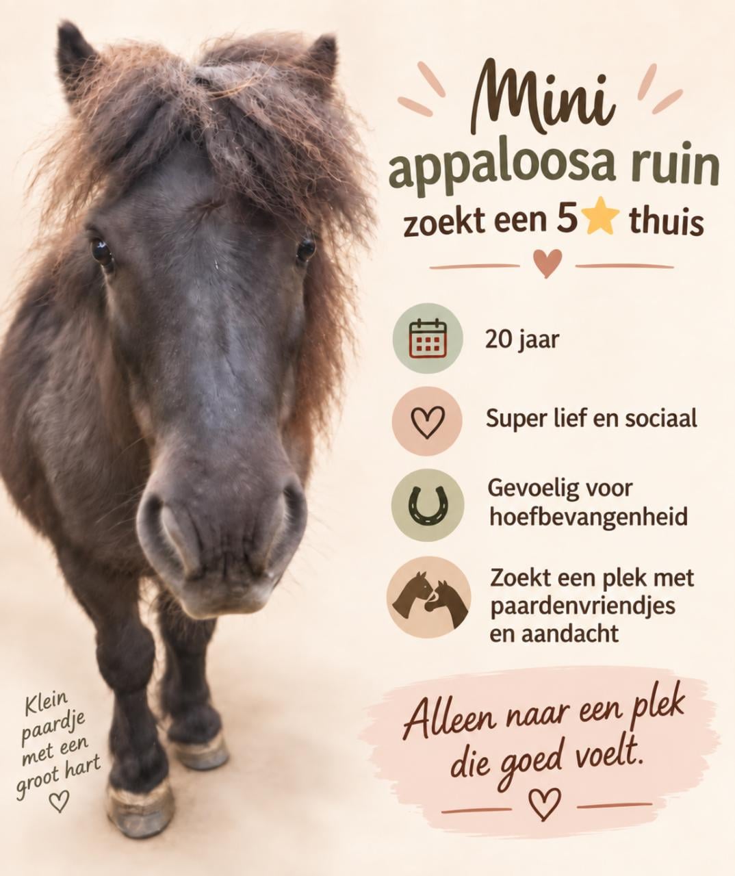 Mini appaloosa ruin