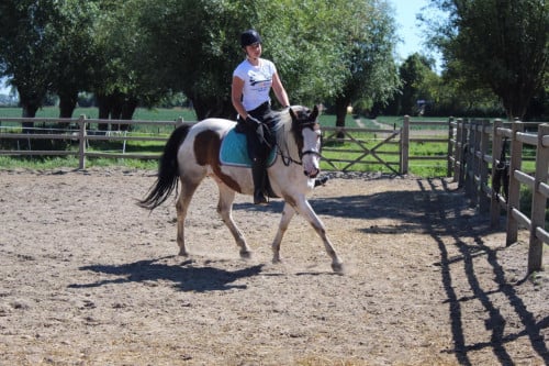 Meerdere fijne recreatiepaarden te koop