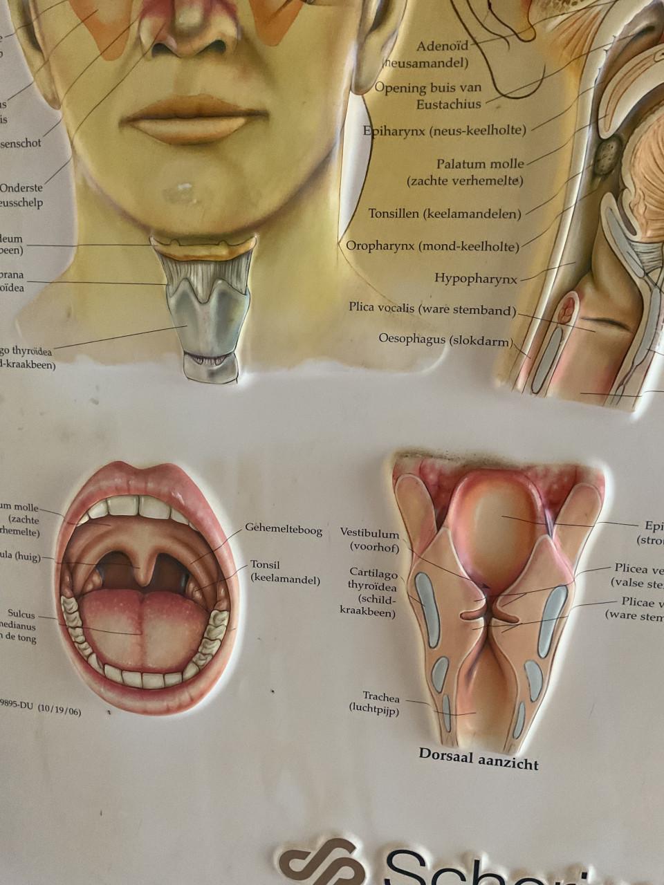 Medische wandkaart Neus , keel , oor
